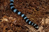Laticauda laticaudata Tricot rayé bleu Nouvelle-Calédonie serpent marin