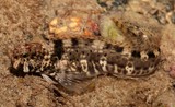 Entomacrodus caudofasciatus Tail-barred rockskipper New Caledonia rocky intertidal shorelines