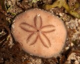 Jacksonaster depressum tonganese New Caledonia urshin sand dolar