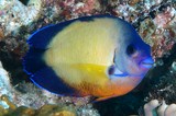 Centropyge bispinosa Coral beauty angel fish New Caledonia aquarium identification trade