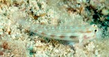 Gnatholepis cauerensis gobie à oeil rayé Nouvelle-Calédonie poisson du lagon