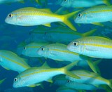 Mulloidichthys vanicolensis Capucin à nageoires jaunes de Vanicolo Nouvelle-Calédonie poisson