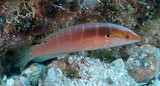Coris dorsomacula Pink-lined rainbow wrasse New Caledonia fish identification Labridae