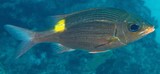 Gnathodentex aureolineatus Capitaine Empereur strié Perche à lignes d'or Poisson du lagon Nouvelle-Calédonie
