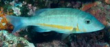 Lethrinus obsoletus Goldstreifen-Strassenkehrer New Caledonia