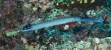 Aulostomus chinensis 中华管口鱼 新喀里多尼亞