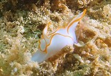 Sagaminopteron ornatum nudibranche volant Nouvelle-Calédonie limace de mer