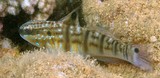 Amblygobius phalaena Banded goby New Caledonia fish lagoon
