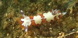 Goniobranchus fidelis Reliable chromodoris colorful sea slug dorid nudibranch marine gastropod mollusk Chromodorididae New Caledonia