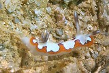 Goniobranchus fidelis Doris fidèle Chromodorididae Nudibranche Nouvelle-Calédonie inventaire biodiversité marine 