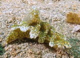 Miamira sinuata colorful dorid nudibranch Ceratosoma sinuatum gastropod mollusk Chromodorididae New Caledonia