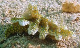 Miamira sinuata Ceratosoma sinuatum nudibranche limace de mer Nouvelle-Calédonie guide sous-marin