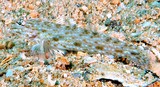 Istigobius rigilius Brown-speckled sand-goby New Caledonia sandy areas with living coral