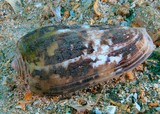 Conus striatus Striated cone New Caledonia dangerous specie mortal