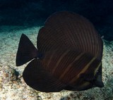 Zebrasoma velifer Chirurgien à voile poisson de Nouvelle-Calédonie mer de corail lagon récif