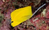 Forcipiger flavissimus Longnose butterfly fish New Caledonia scuba diving