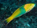 Thalassoma lutescens Male Yellow-green wrasse New Caledonia guide identification lagoon reef