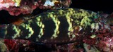 Scarus schlegeli Schlegel's parrotfish Inhabits lagoon and seaward reefs