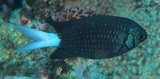 Chromis xanthura 黄尾光鳃雀鲷 新喀里多尼亞