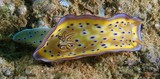 Goniobranchus kuniei colorful sea slug Tropical West Pacific New Caledonia Nudibranch