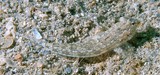 Callionymus pleurostictus Dragonnet ponctué Male Nouvelle-Calédonie poisson du lagon