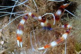 Stenopus hispidus banded coral shrimp pan-tropical distribution New Caledonia