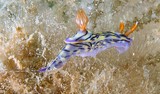 Hypselodoris zephyra marine gastropod mollusk family Chromodorididae New Caledonia