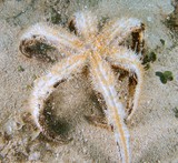 Luidia savignyi Grande étoile de mer très vivace Nouvelle-Calédonie
