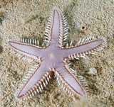 Astropecten polyacanthus Brown spotted combstar Marginal-spine seastar and sifting starfish New Caledonia biodiversity Echinorderm
