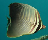 Chaetodon baronessa Poisson-papillon baronne baron triangulaire du Pacifique Nouvelle-Calédonie lagon récif faune sous-marine