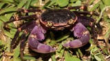 Geograpsus grayi crabe coureur d'aquaterrarium marin Nouvelle-Calédonie crustacé biodiversité
