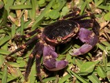 Geograpsus grayi Purple-backed Shore-Crab New Caledonia biodiversite lifou drehu Loyalty island