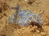 Halgerda willeyi halgerda bosselé Nouvelle-Calédonie nudibranche