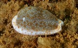 Erosaria erosa Eroded Gnawed cowrie New Caledonia collection shell Cypraea