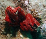 Lopha cristagalli 鸡冠牡蛎 Cock's comb oyster New Caledonia shell