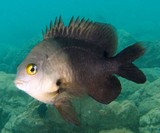 Stegastes nigricans Swart nooientjie Dusky gregory New Caledonia reef flats and lagoon reefs