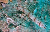 Amblyeleotris stenotaeniata Nouvelle-Calédonie Gobiidae