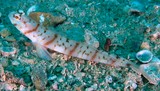 Amblyeleotris stenotaeniata New Caledonia fish sand