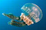 Mastigias papua Lagoon jelly Golden medusa translucent bell swarm painful rashes nausea vomiting