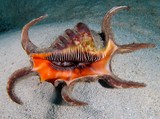 Harpago chiragra spider conch New Caledonia collection shell