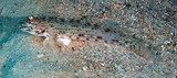 Istigobius rigilius living corals and coral rubble in clear waters New Caledonia