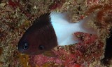 Pycnochromis iomelas Chromis moitié moitié deux couleurs Nouvelle-Calédonie Poisson mer de Corail