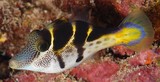 Paraluteres prionurus Mimic filefish leatherjacket New Caledonia Tetraodontiformes Order