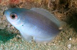 Pristotis obtusirostris Gulf damselfish New Caledonia a deep-black spot superiorly in the axil of the pectoral