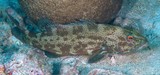 Plectropomus leopardus Loche saumonée Nouvelle-Calédonie lagon Nouméa aquarium espece grateuse ciguatoxique