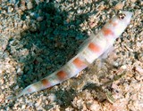 Amblyeleotris ogasawarensis Ogasawara shrimp-goby New Caledonia numerous blue spots on head