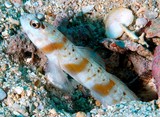 Amblyeleotris rubrimarginata Nouvelle-Calédonie poisson du lagon récif