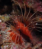 Pteropterus antennatus Pterois antennata Broadbarred firefish New Caledonia Venomous fish painful sting