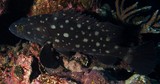 Epinephelus coeruleopunctatus Small-spotted rock cod New Caledonia grouper