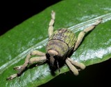 Orthorhinus cylindrirostris Elephant Beetle New Caledonia Molytinae insect species